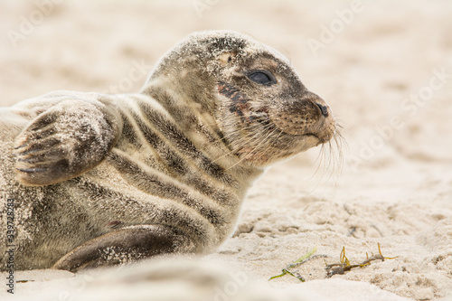 A grey seal (Halichoerus grypus) pup in a beach at the north of Denmark.