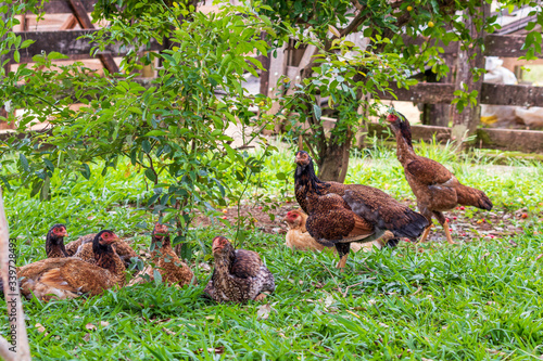 Galinhas criadas soltas no quintal da fazenda. photo