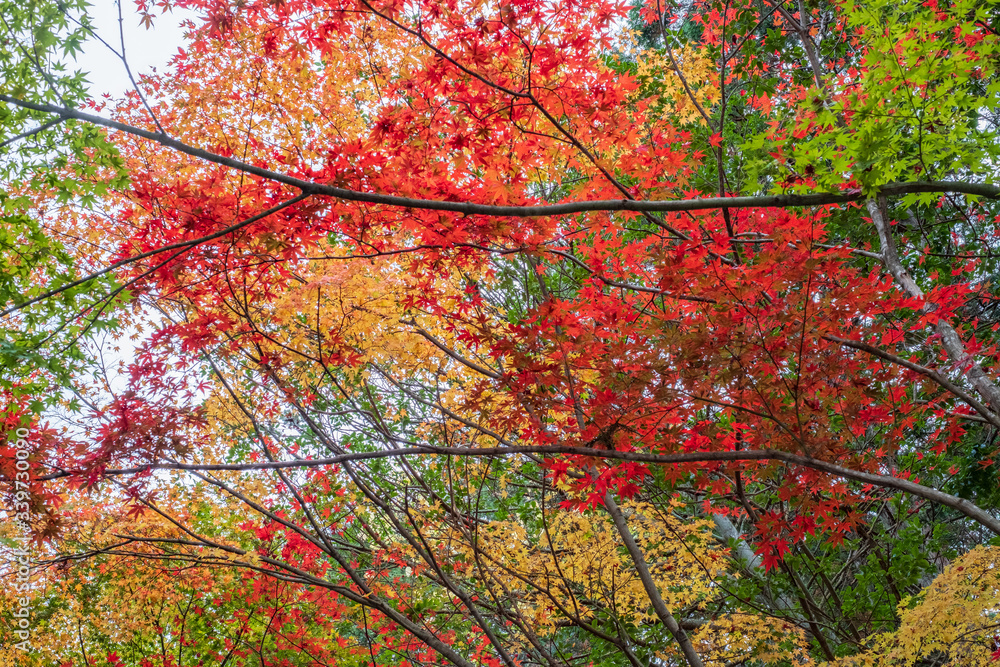 Autumn Leaves along a Street in Kyoto, Japan Autumn Leaves along a Street in Kyoto, Japan