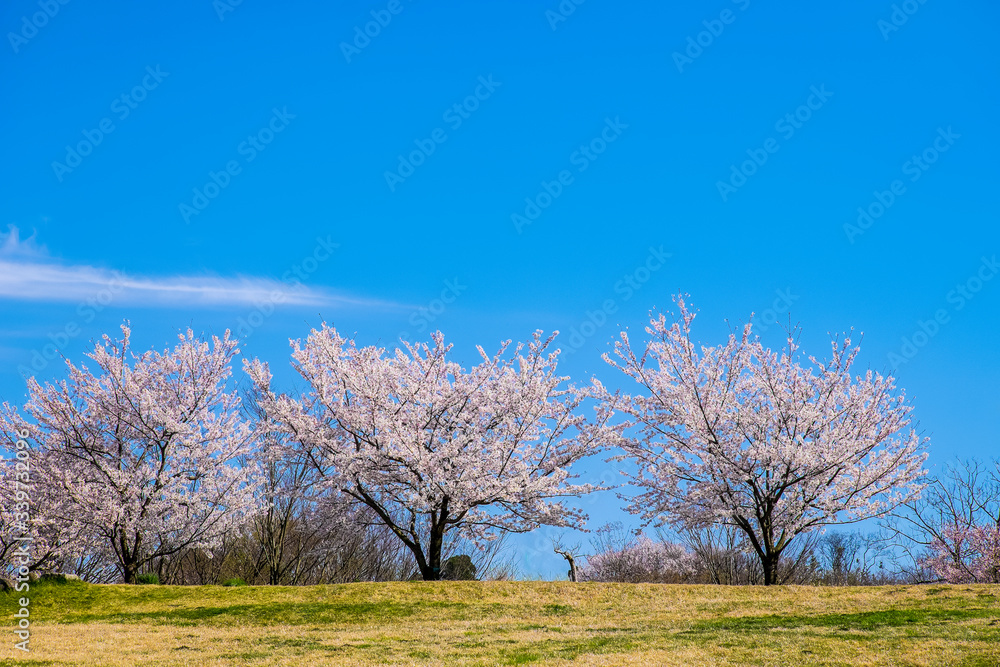 桜並木　ニッポの春満開