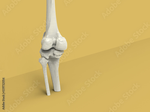 Model of human bones, knee, 3D render