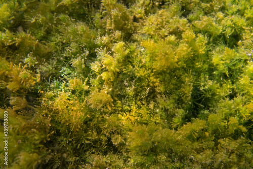 green algae background