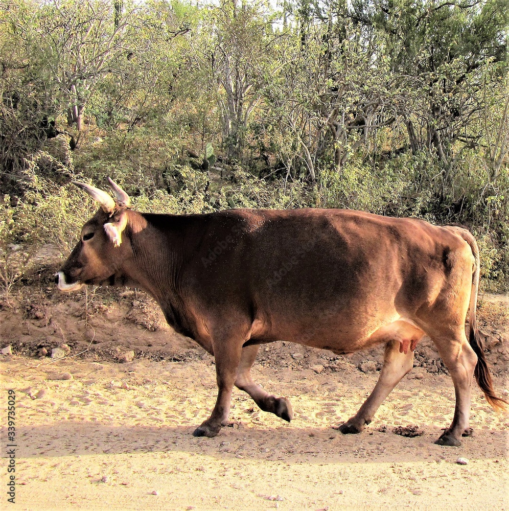 brown cow along the dirt road brown cow along the dirt road