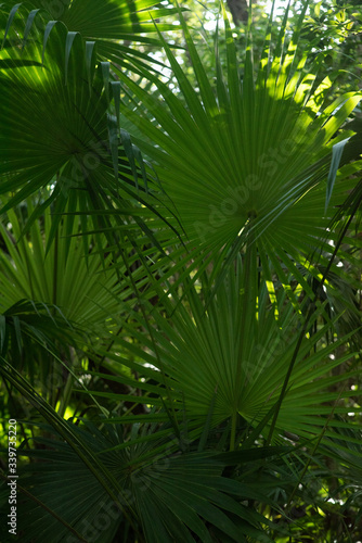 jungle palm trees