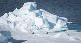 Adelie penguins on Tabular Icebergs in the Weddell Sea