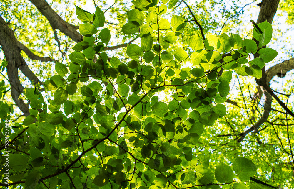 green leaves in the sun green leaves in the sun