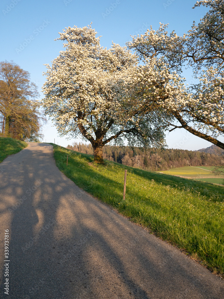 apple tree in blossom on a green meadow next to a road with white flowers in the crown of the tree at sunrise in spring, by day