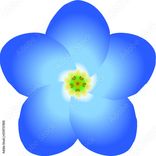 forget-me-not / forget me not flower, blossom, petals, freemason symbol