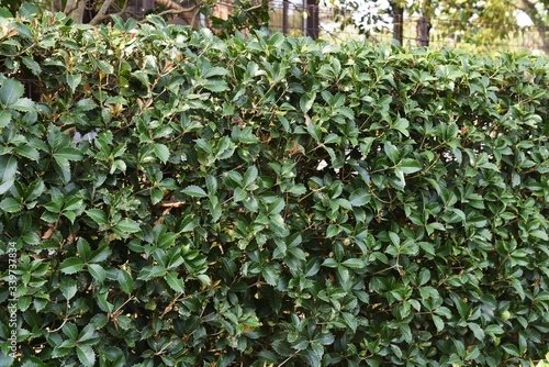 Fortune's osmanthus / Oleaceae evergreen small tree photo