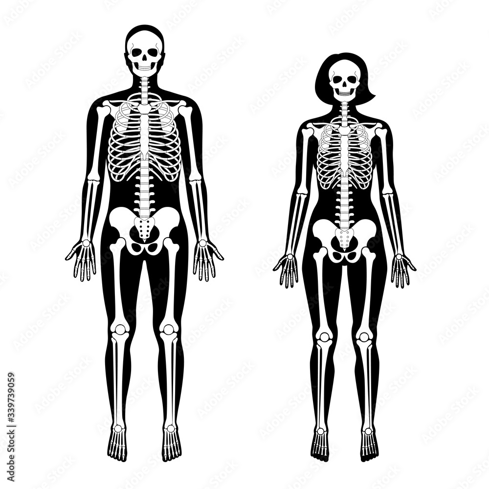 Woman and man skeleton anatomy Woman and man skeleton anatomy