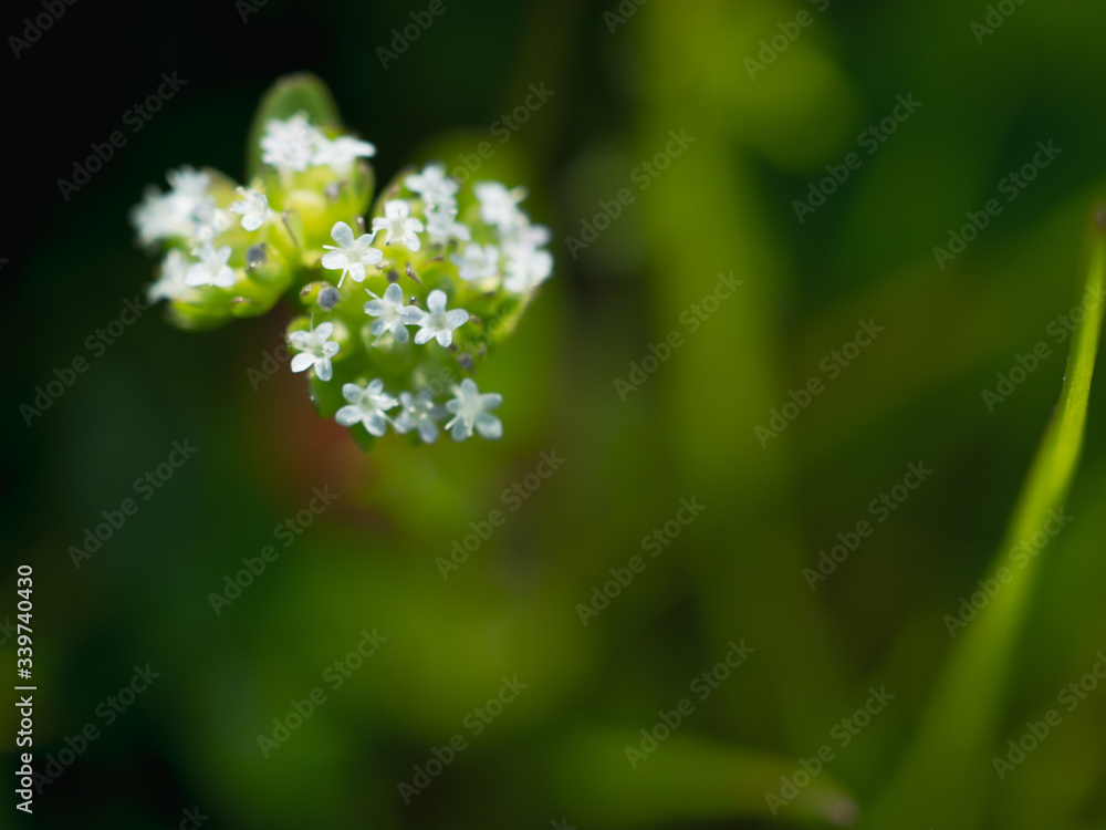 野原の小さい白い花
