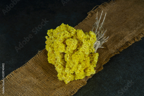 Photography Gold grass concept photo