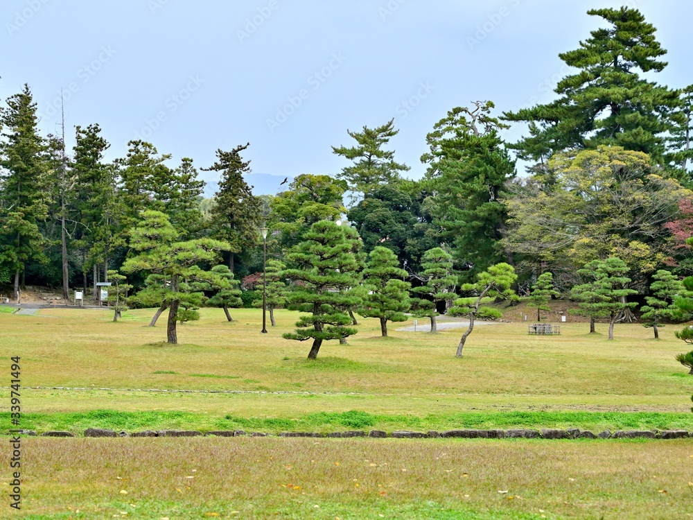 Fototapeta premium きれいに手入れされた日本庭園の松