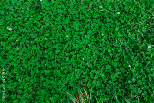 Obraz na plátne Natural green grass clover texture. Natural background.