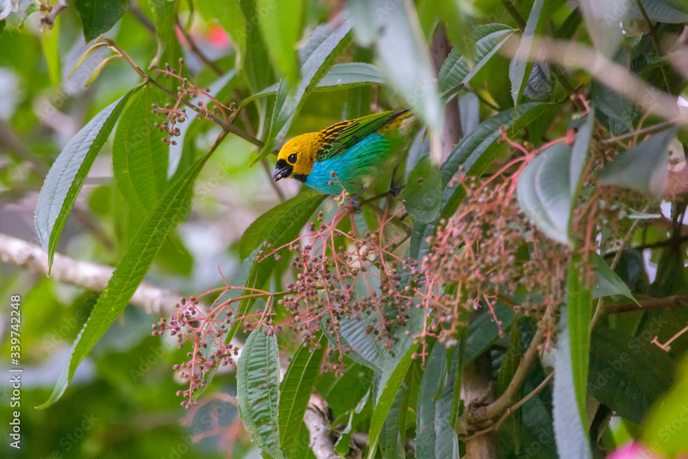 Gilt edged Tanager photographed in Vargem Alta, Espirito Santo. Southeast of Brazil. Gilt edged Tanager photographed in Vargem Alta, Espirito Santo. Southeast of Brazil.