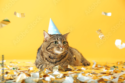 Photography Cute cat in party hat and confetti on color background