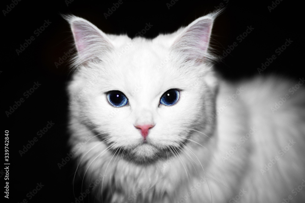 white cat portrait on a black background