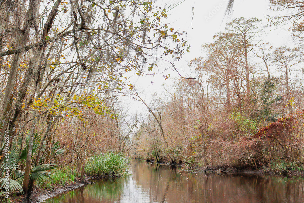 Obraz premium river in the forest