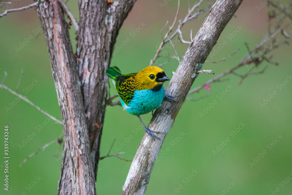 Gilt edged Tanager photographed in Vargem Alta, Espirito Santo. Southeast of Brazil. Picture made in 2018.