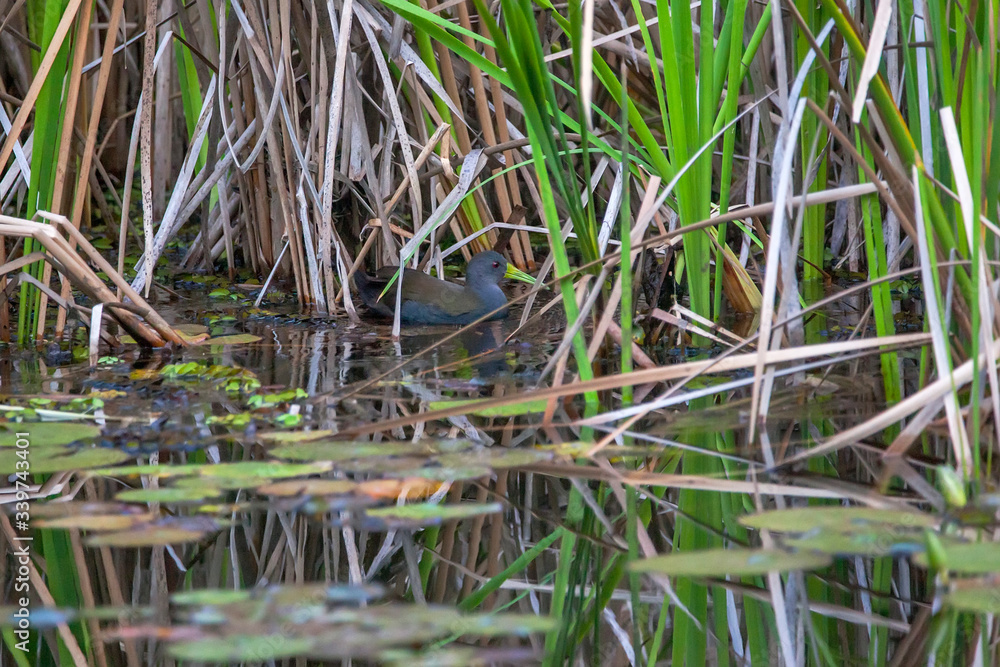 Blackish Rail photographed in Vargem Alta, Espirito Santo. Southeast of Brazil. Atlantic Forest Biome. Picture made in 2018. Blackish Rail photographed in Vargem Alta, Espirito Santo. Southeast of Brazil. Atlantic Forest Biome. Picture made in 2018.
