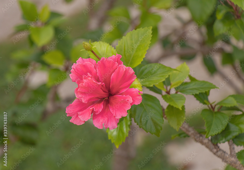 Pink Hibiscus Pink Hibiscus