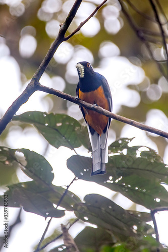 Surucua Trogon photographed in Vargem Alta, Espirito Santo. Southeast of Brazil. Atlantic Forest Biome. Picture made in 2018. photo