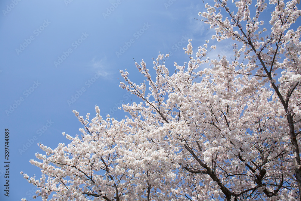 満開の桜 満開の桜