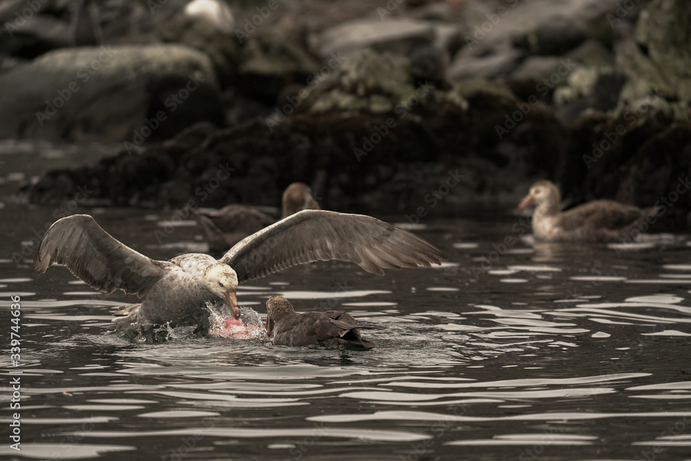 Fototapeta premium Birds Feeding in Waater