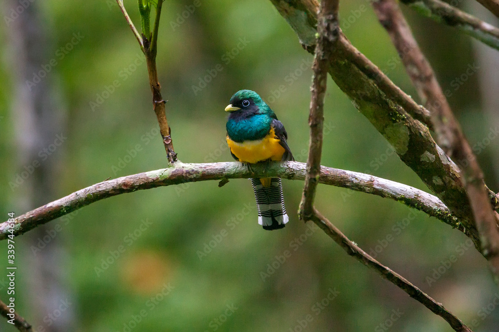 Black throated Trogon photographed in Vargem Alta, Espirito Santo. Southeast of Brazil. Atlantic Forest Biome. Picture made in 2018.