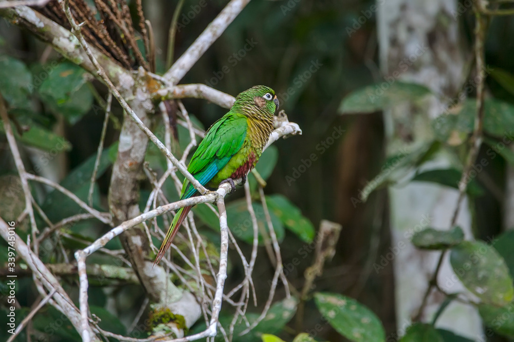 Maroon bellied Parakeet photographed in Vargem Alta, Espirito Santo. Southeast of Brazil. Atlantic Forest Biome. Picture made in 2018.