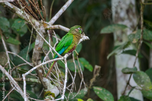 Maroon bellied Parakeet photographed in Vargem Alta, Espirito Santo. Southeast of Brazil. Atlantic Forest Biome. Picture made in 2018.
