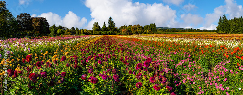Dahlia Fields, Oregon