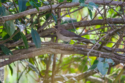 Creamy bellied Thrush photographed in Vargem Alta, Espirito Santo. Southeast of Brazil. Atlantic Forest Biome. Picture made in 2018.