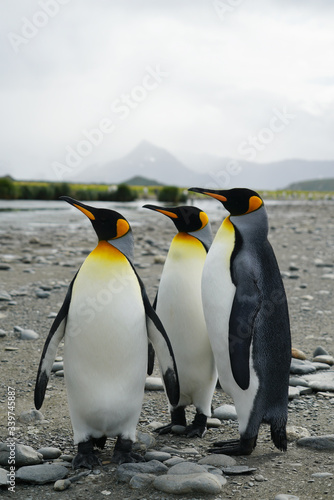 Three King Penguins