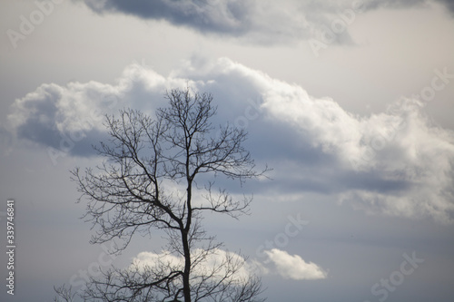A cloud is floating over a tree.