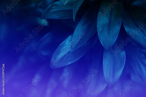 Trend color 2020 classic blue, top view, layout for design. Beautiful natural natural background with exotic leaves in blue trendy color. Trendy color concept of the year, classic blue background.