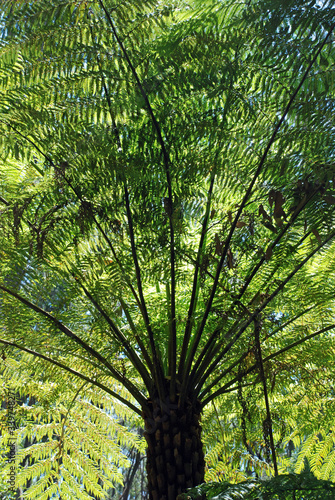 green forest background