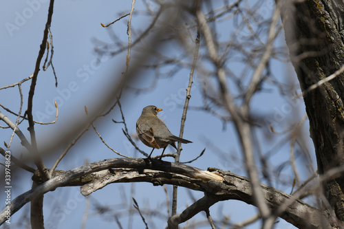 American Robin perched on a branch with blue sky in the background