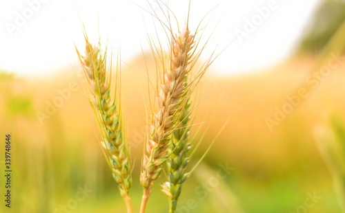 Wheat rose plant landscape backgrounds Crop planting   Agricultural crops Farming green yellow PHOTO FOOD   