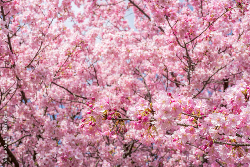 Wallpaper Mural ピンクの河津桜の花のアップ Torontodigital.ca