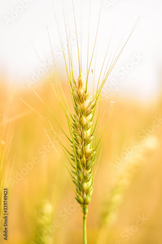 Wheat rose plant landscape backgrounds Crop planting Agricultural crops Farming green yellow PHOTO FOOD
