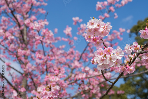 青空をバックに河津桜の花 © varts