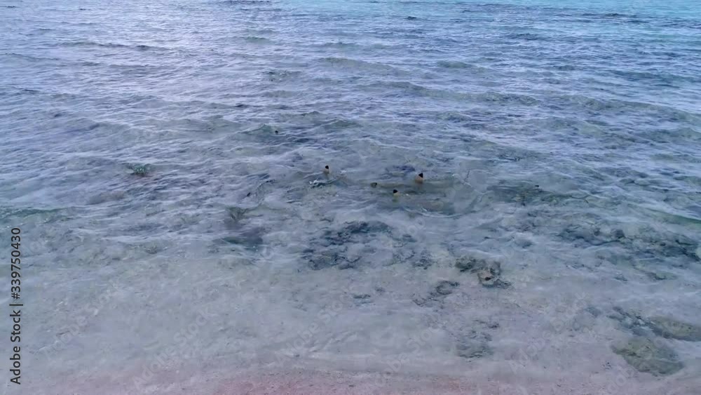 Gorgeous Close up of black tip reef sharks swimming in the turquoise blue water of paradise vacation island Tikehau lagoon, French Polynesia in South Pacific scenic landscape Gorgeous Close up of black tip reef sharks swimming in the turquoise blue water of paradise vacation island Tikehau lagoon, French Polynesia in South Pacific scenic landscape