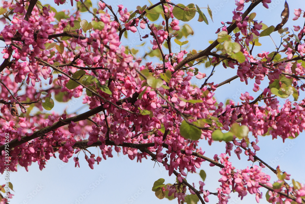 Judas tree with pink flowers (Cercis siliquastrum) Judas tree with pink flowers (Cercis siliquastrum)
