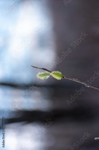 willows close up photo