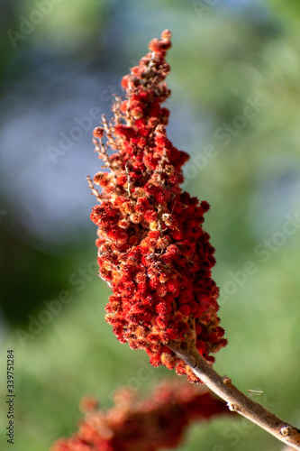 poison sumac close up