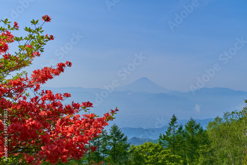 山梨県の甘利山からレンゲツツジと富士山眺望