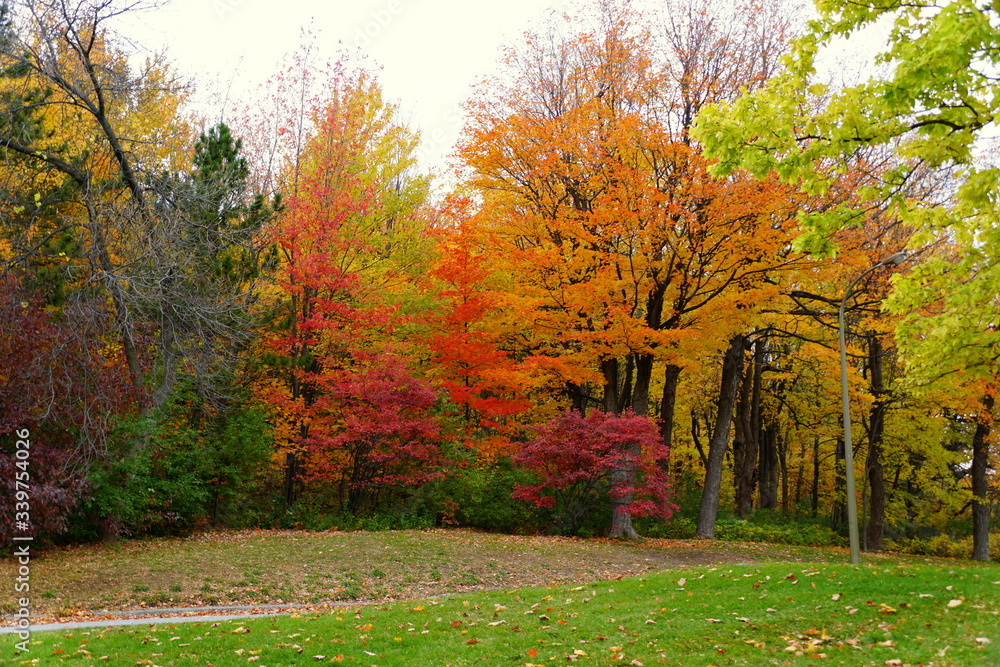 Striking colors of fall foliage near Mount Royal, Montreal, Canada.