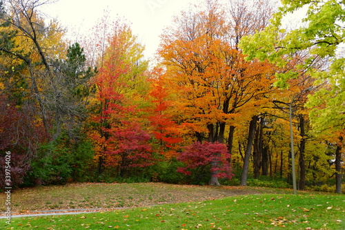 Striking colors of fall foliage near Mount Royal  Montreal  Canada.