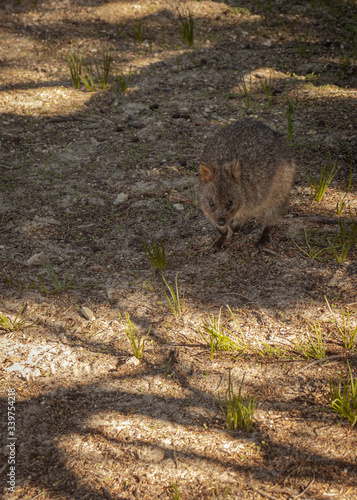 Cute little Quokka closeup looking for food on Rottnest Island, Western Australia. This animal looking like a tiny kangaroo is only found on this island